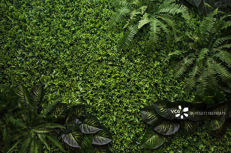 绿色叶子背景图片素材