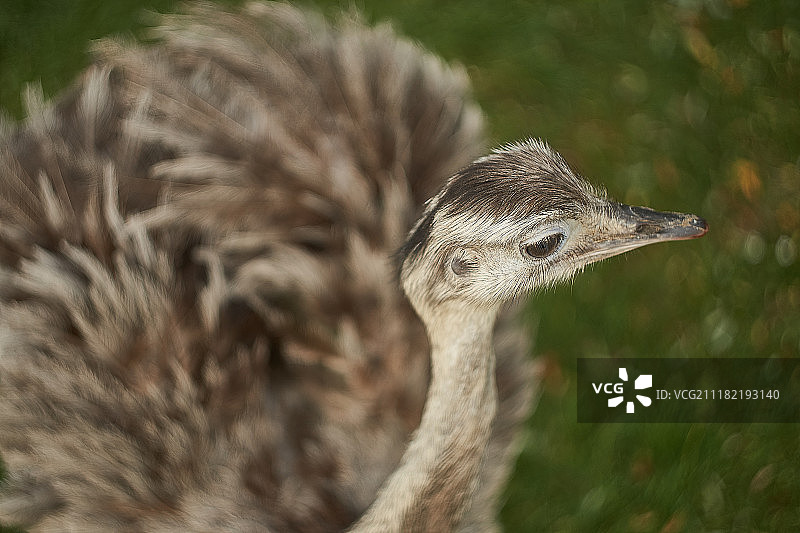 美洲鸵鸟：一种在南美洲东部发现的不会飞的鸟图片素材