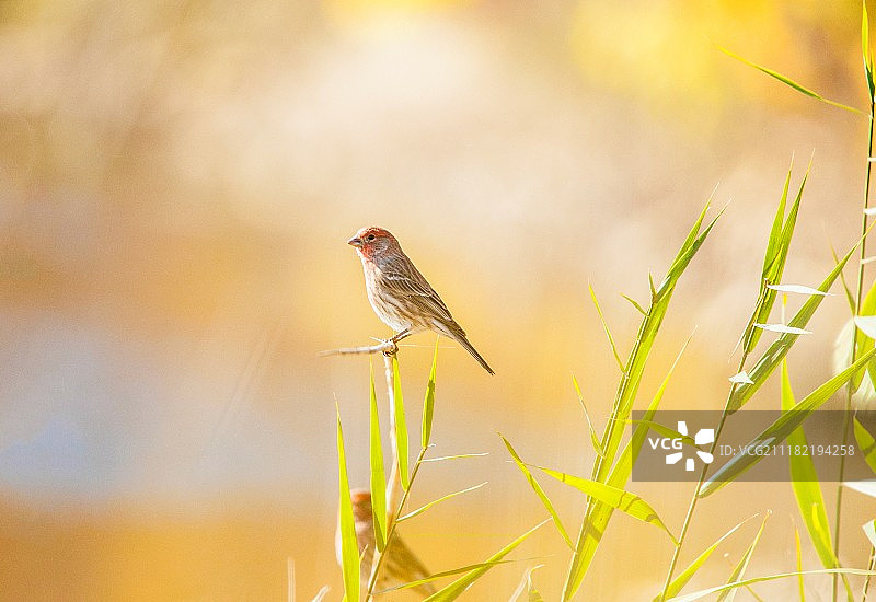 静静地欣赏日落图片素材