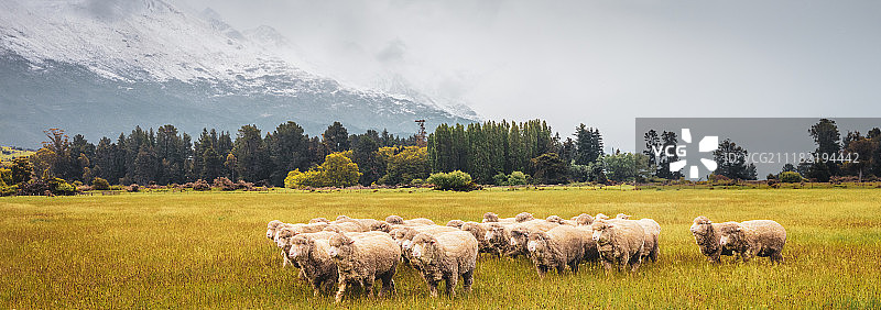 美利奴绵羊图片素材