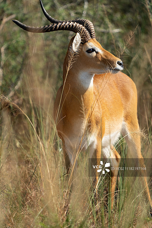 乌干达柯布图片素材