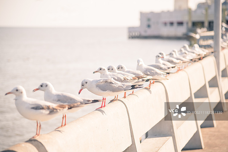 海鸥展翅飞翔觅食图片素材