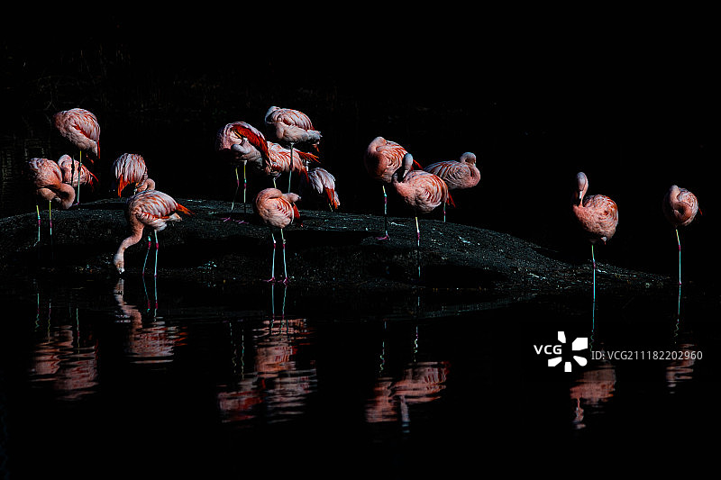 曝光不足的火烈鸟图片素材