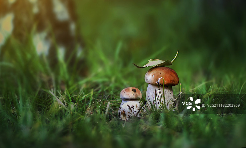 蘑菇图片素材