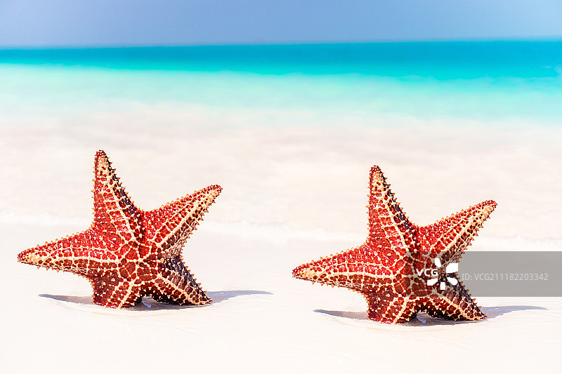 热带白沙红色海星清澈海水图片素材