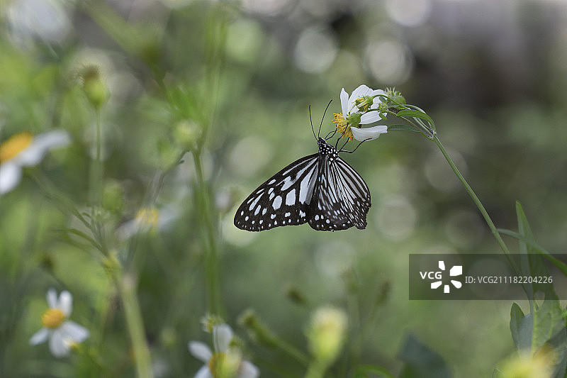 和谐的蝴蝶图片素材