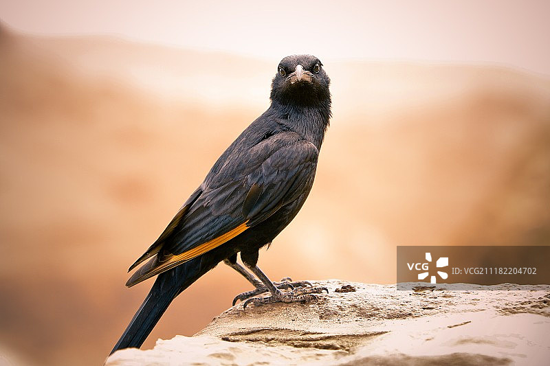 紫翅椋鸟图片素材