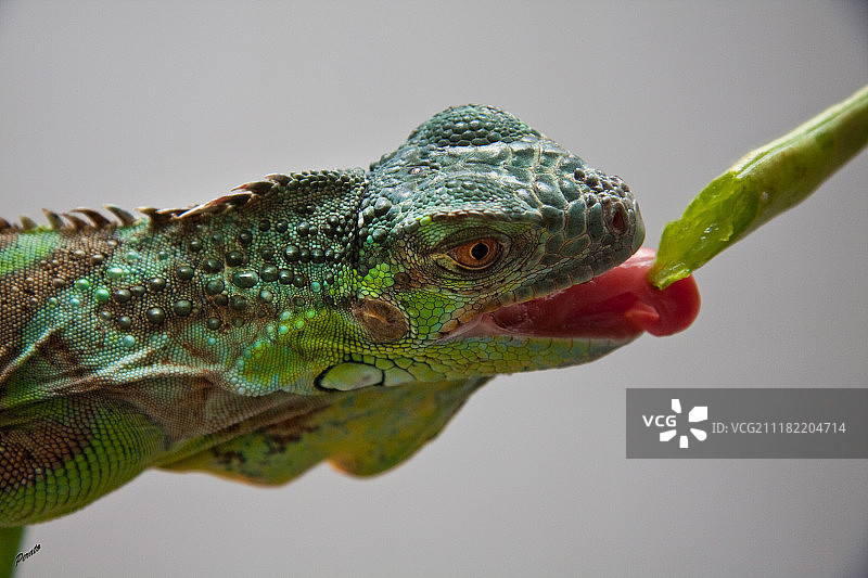绿鬣蜥特写图片素材