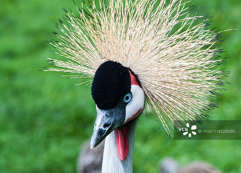 灰色加冕起重机图片素材