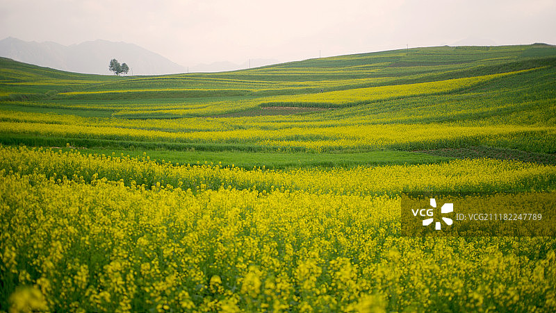 青海省青藏高原上的油菜花图片素材