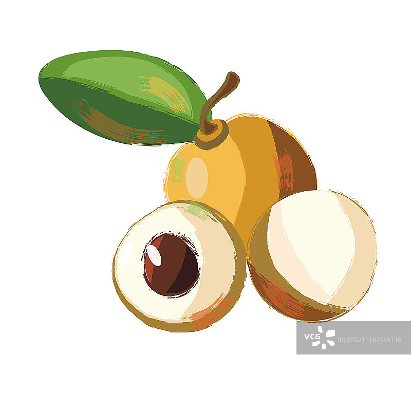 水果插画之龙眼图片素材