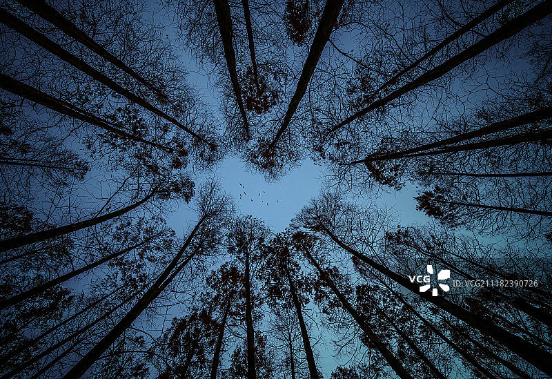 仰望树林图片素材