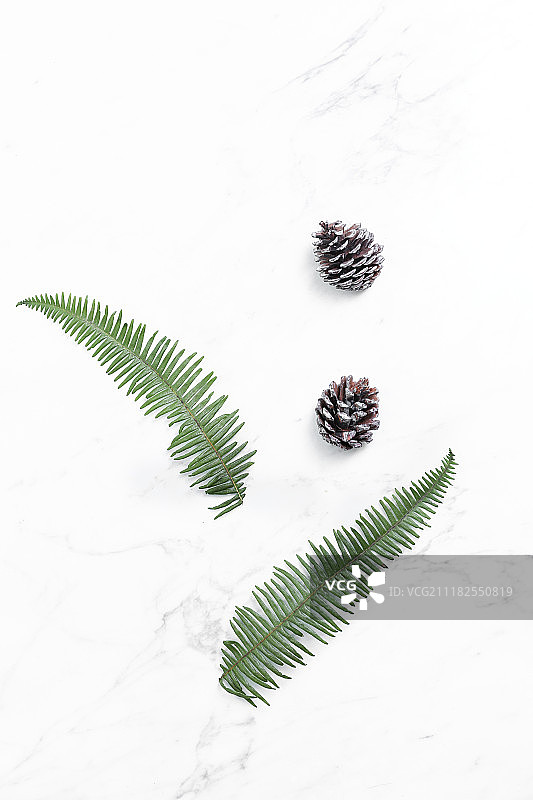 北欧蕨类植物和松果背景图片素材