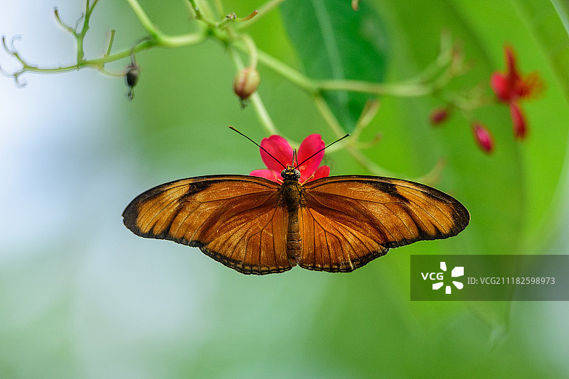 授粉中的蝴蝶图片素材