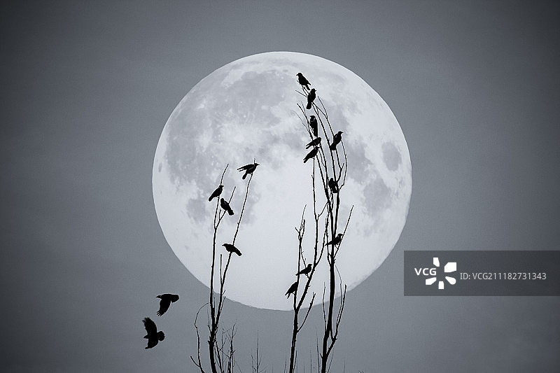 月夜里枝桠上的鸟图片素材