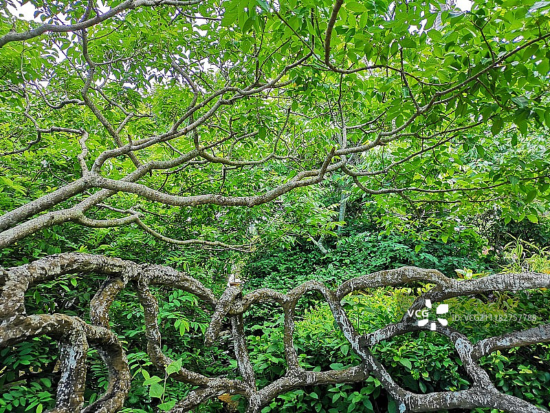 枝繁叶茂的三亚呀诺达雨林图片素材