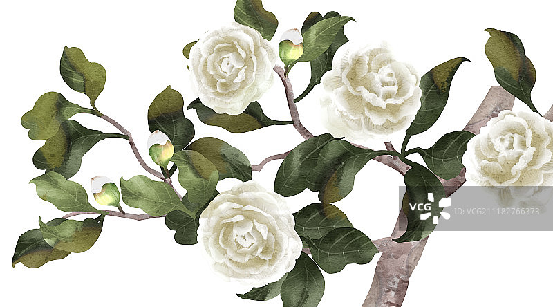 清新水彩风格植物系列茶花图片素材