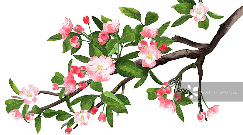 清新水彩风格植物系列海棠花图片素材