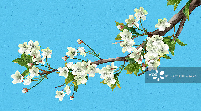 清新水彩风格植物系列梨花图片素材
