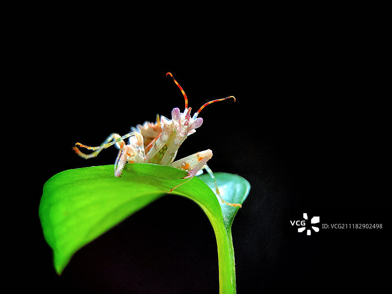 手机微距拍摄刺花螳螂图片素材