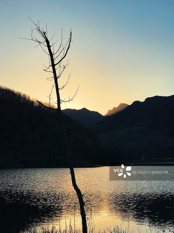 水面上落光叶子的树图片素材