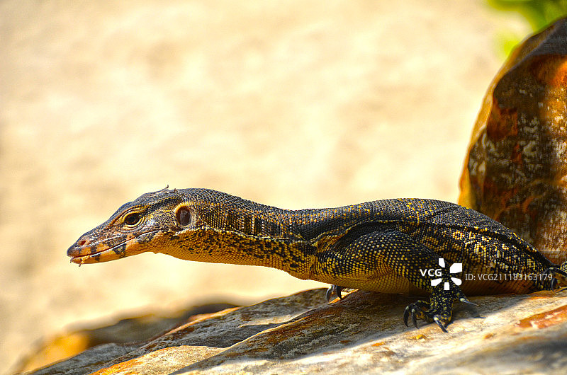 孟加拉巨蜥图片素材