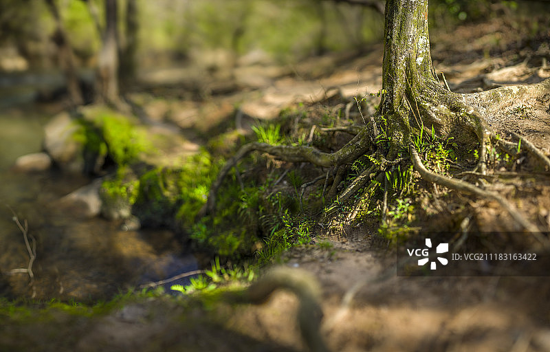 散景景观维克里溪小径图片素材
