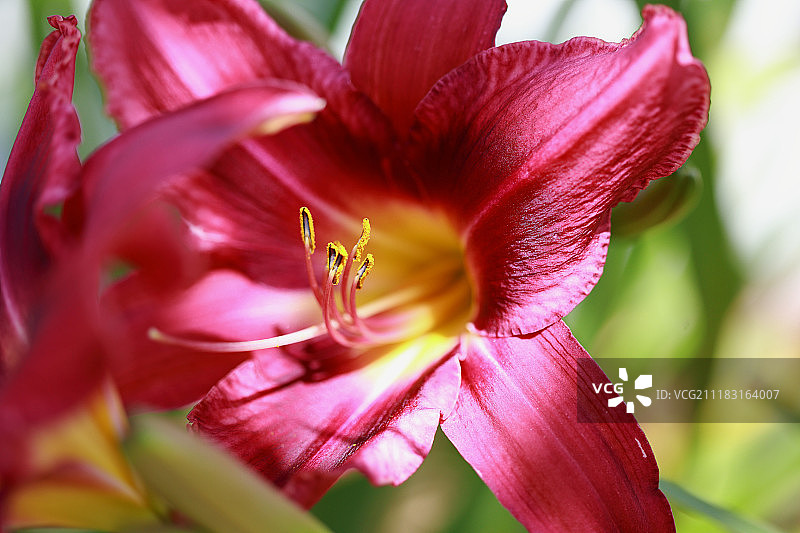 红色布拉克图片素材