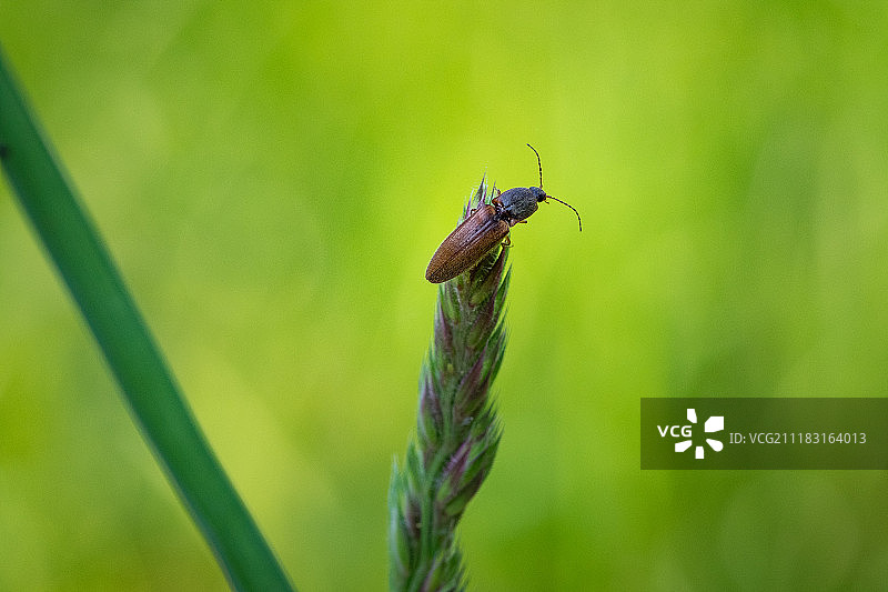 叩头虫图片素材