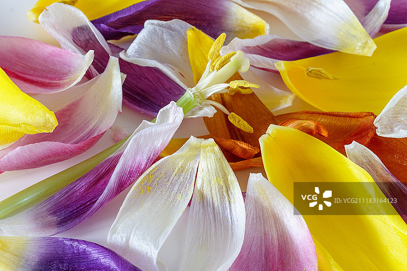 花瓣的特写镜头图片素材