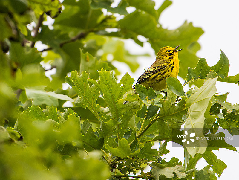草原莺图片素材