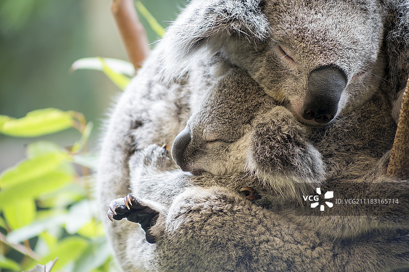 母考拉和小考拉拥抱图片素材