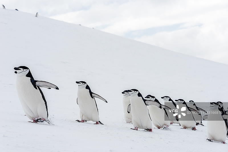 南极洲帽带企鹅繁殖季图片素材