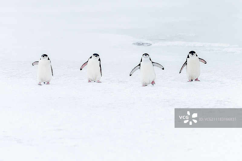 南极洲帽带企鹅繁殖季图片素材