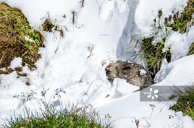 土拨鼠图片素材