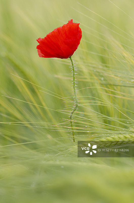 麦田里的战斗图片素材