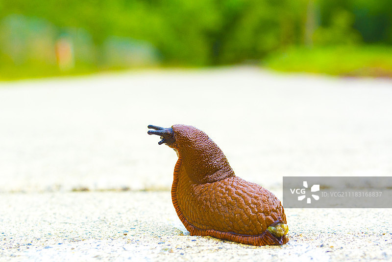 打开的芝麻图片素材