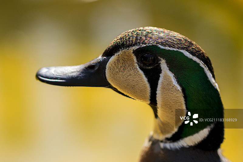 花脸鸭图片素材