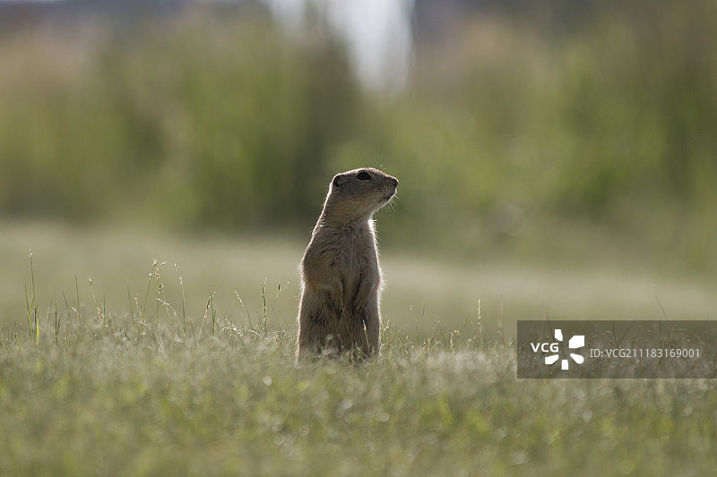 地鼠特写图片素材