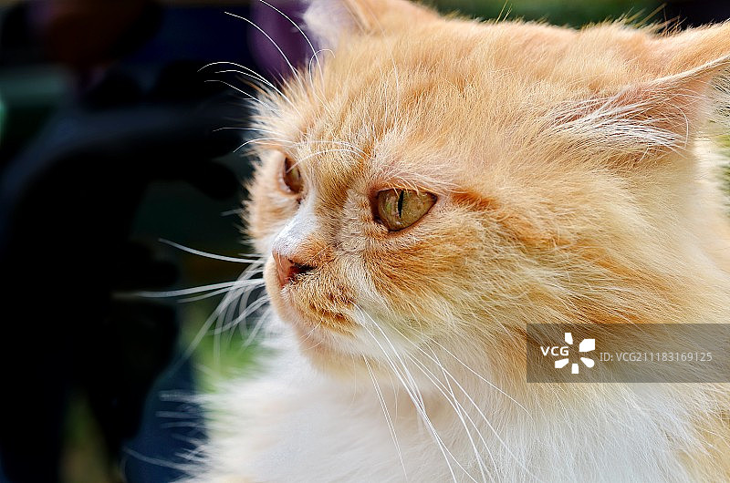 波斯猫图片素材