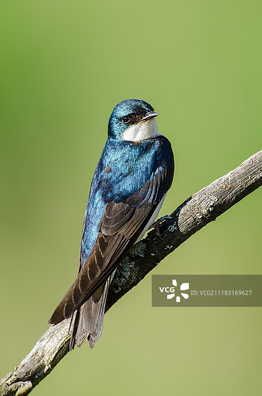 树燕子图片素材