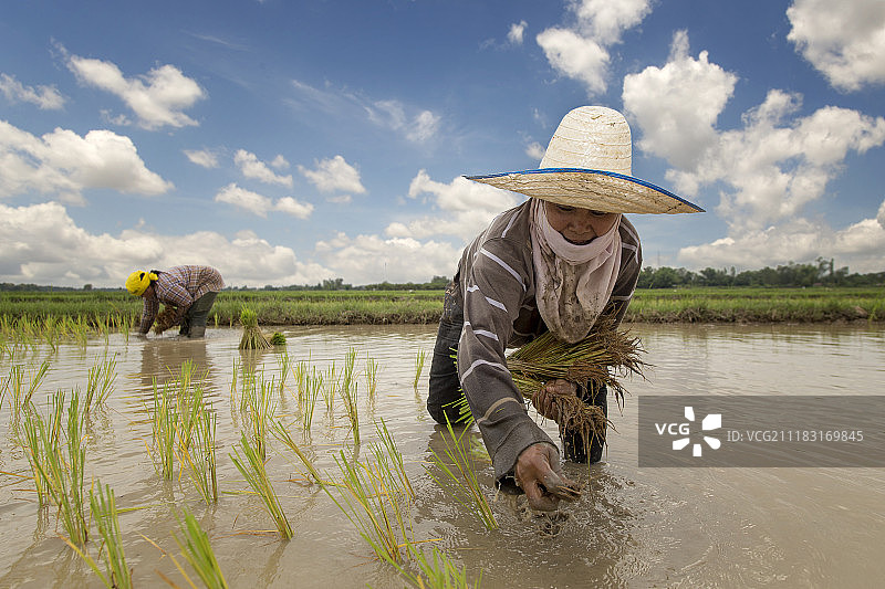 农民在稻田里收割水稻图片素材