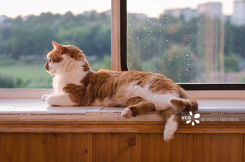 窗台上的猫图片素材