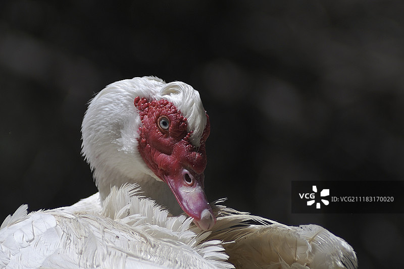 鸟类景观图片素材