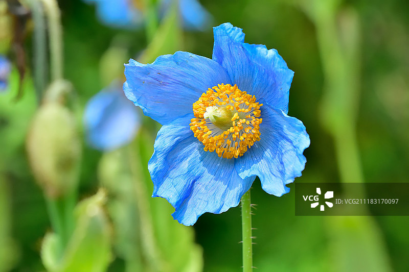 蓝色罂粟花图片素材