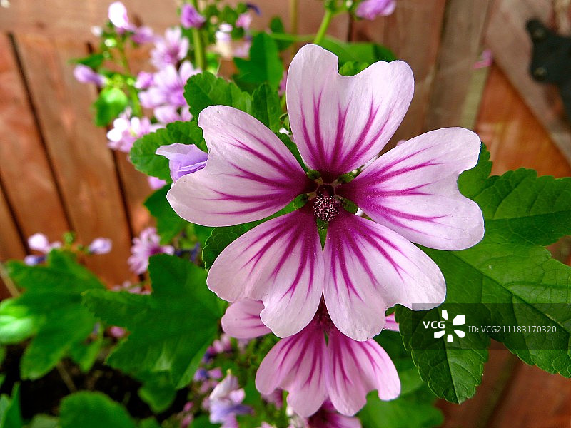 紫红色Alcee图片素材