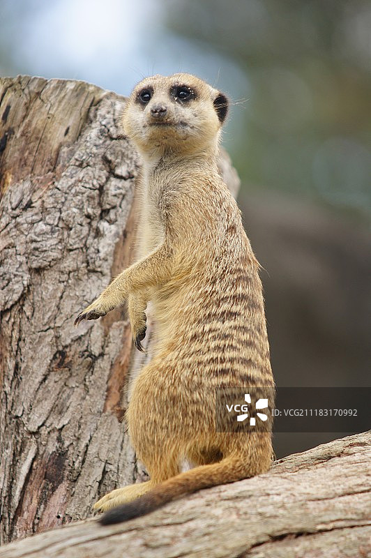 动物园里的狐獴图片素材