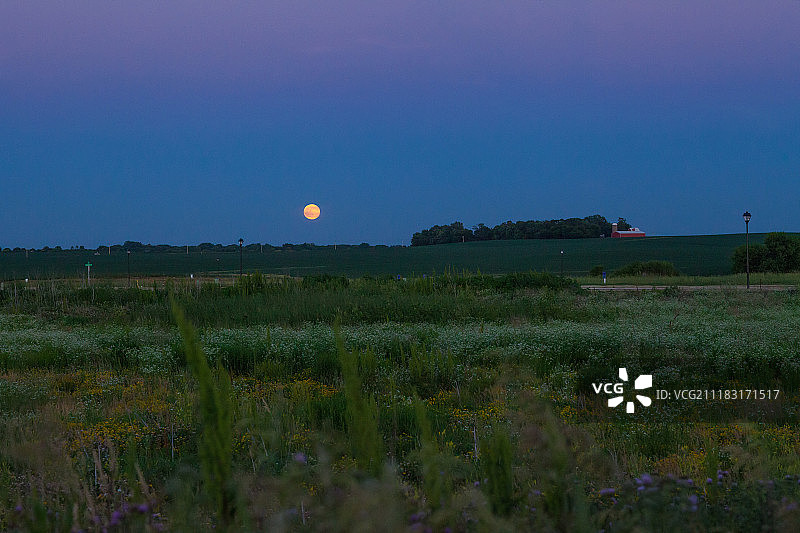 夏至草莓月亮图片素材