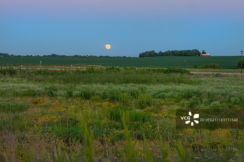 夏至草莓月亮图片素材
