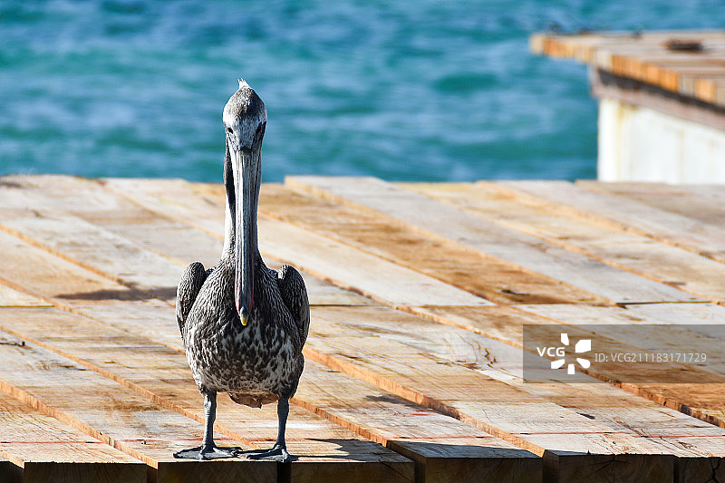 墨西哥科苏梅尔岛的鹈鹕图片素材